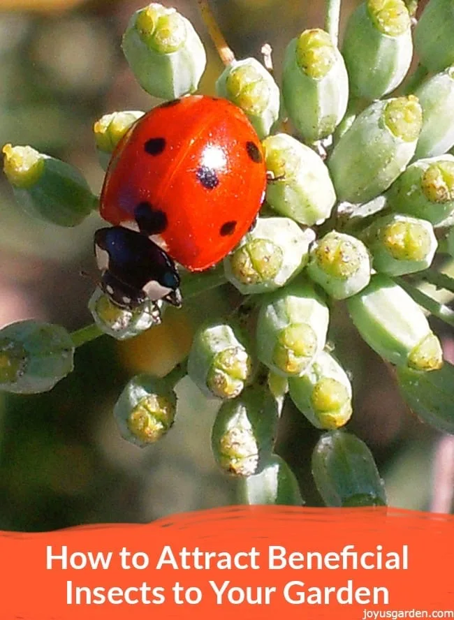 close up of a red ladybug on a fennel plant the text reads How to Attract Beneficial Insects to Your Garden