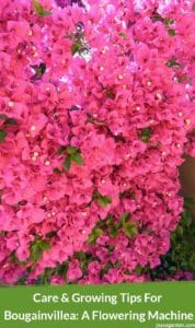 Bougainvillea Care: Growing Tips for this Flowering Machine