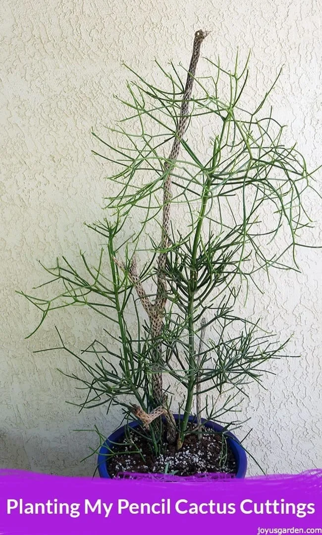 large pencil cactus cuttings in a pot against a white wall the text reads planting my pencil cactus cuttings