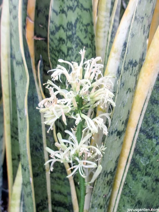 Close up of the white flowers of a snake plant sansevieria.