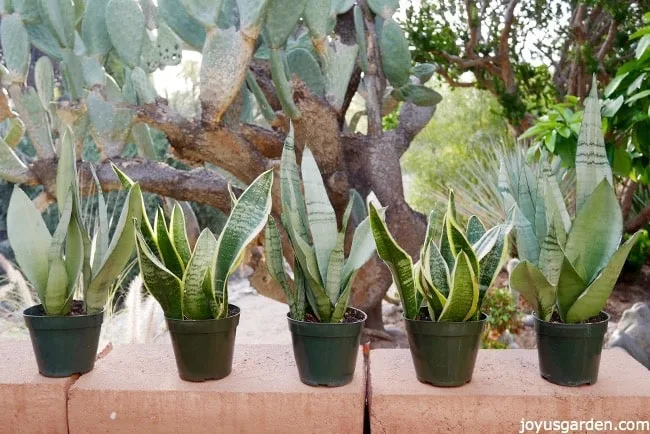 Five small snake plants sansevierias in green grow pots sit on a wall which cactus in the background.