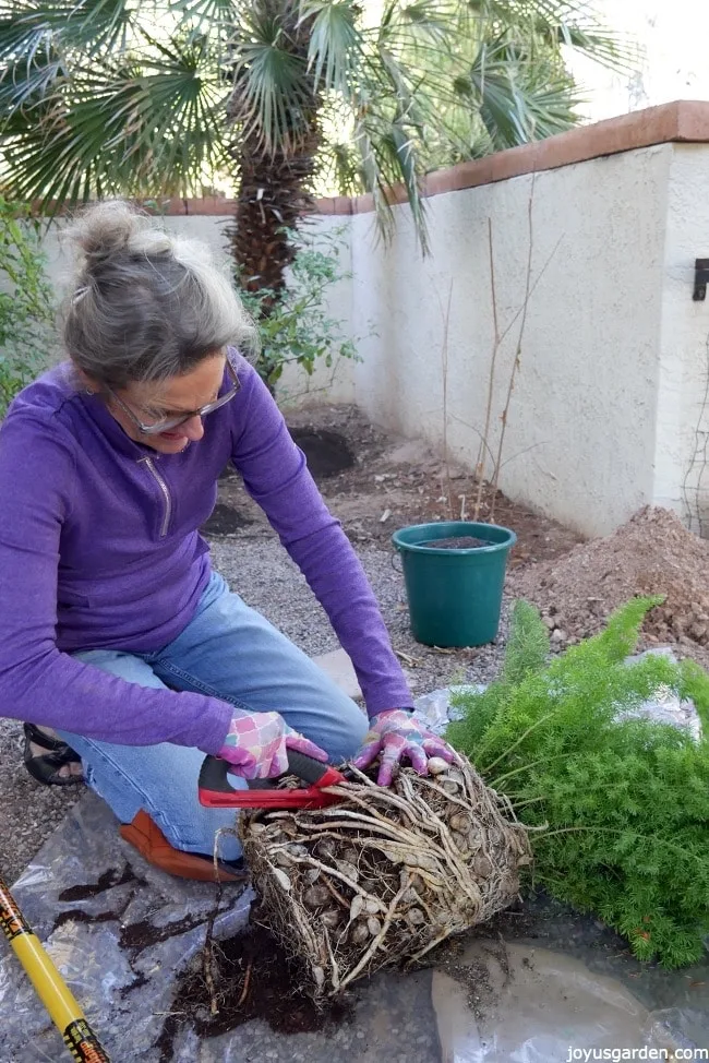 nell foster is using a hand saw to loosen up a root bound foxtail fern 