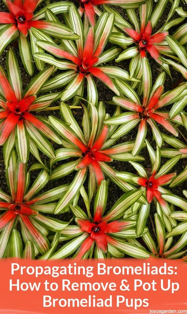 looking down on colorful neoregelia bromeliads lined up at the nursery below a graphic reads How to Remove & Pot Up Bromeliad Pups