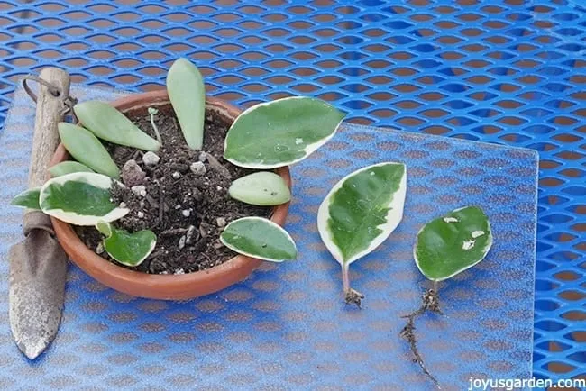 hoya leaves along with succulent leaves are being propagated in a small terra cotta saucer 2 hoya leaves with roots & a small trowel sit on either side