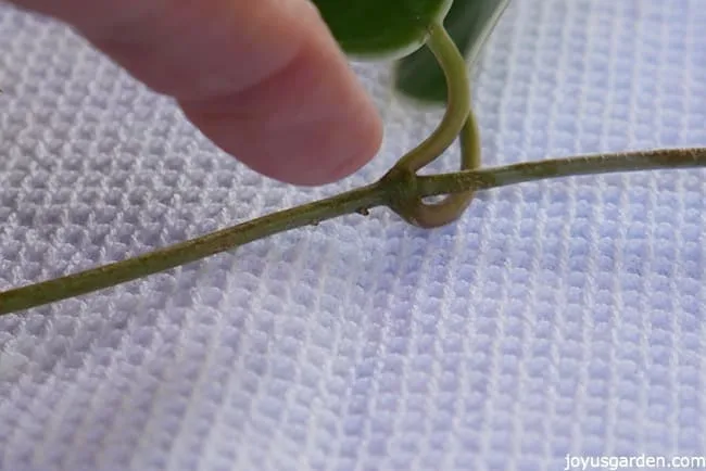 a very small root emerging off of a hoya stem