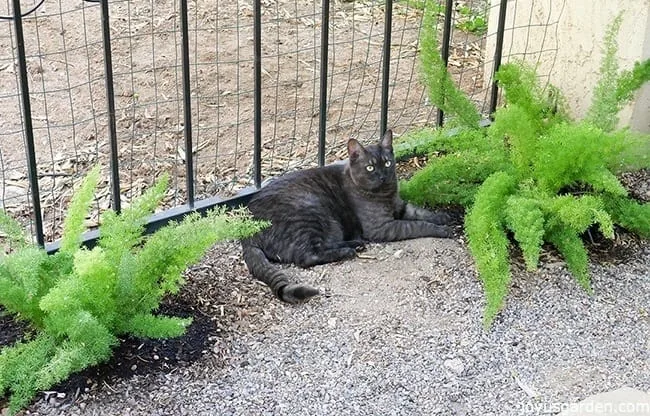 Dividing And Planting A Foxtail Fern