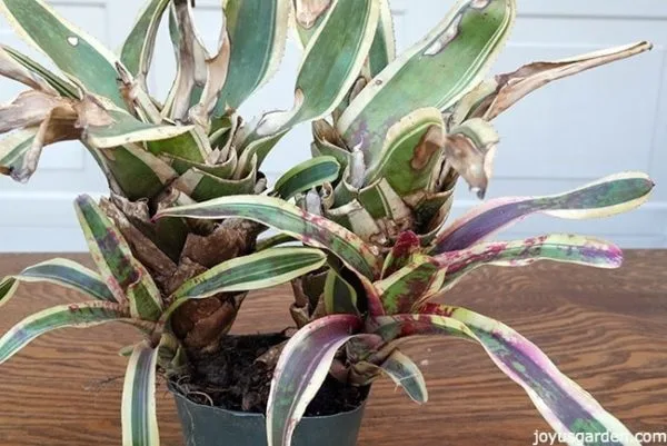 a bromeliad with a pup on its side, the plant looks stressed and it's leaves are brown