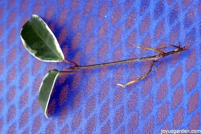 close up of a small hoya stem with small roots