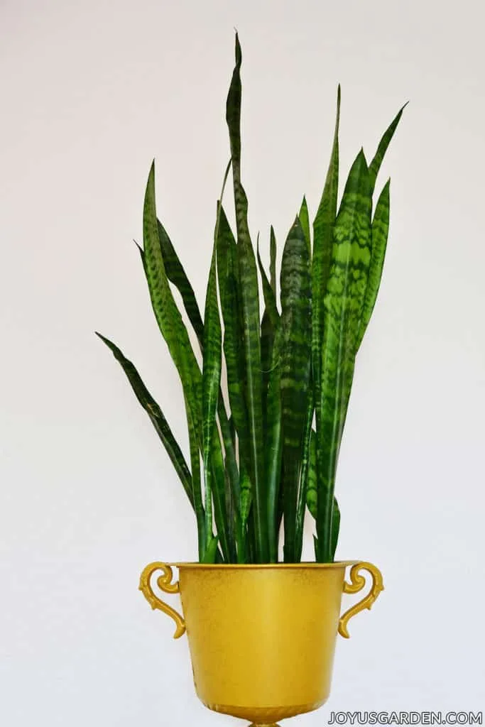 A tall dark green snake plant sansevieria grows in a gold urn pot the text at the bottom reads joyusgarden.com