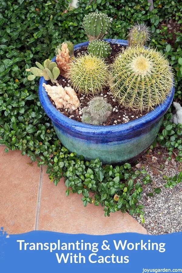 Transplanting Cactus: A Mixed Planting Starring Golden Barrel Cacti