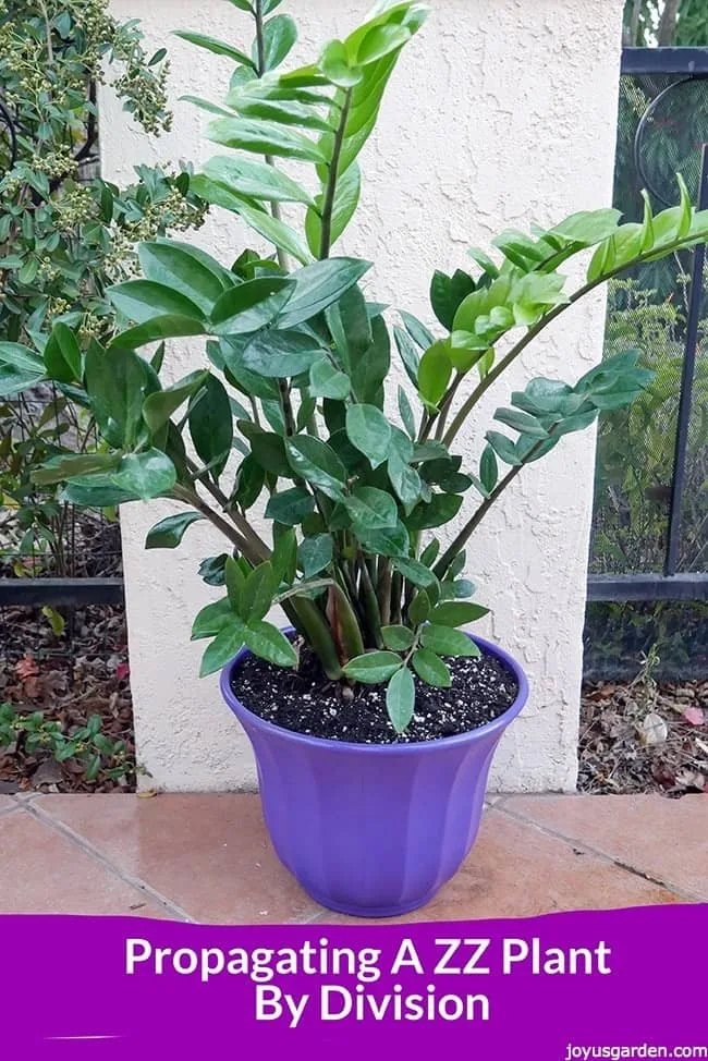 a large zz plant grows in a purple pot in front of a white pillar the text reads propagting a zz plant by division getting 3 plants from 1