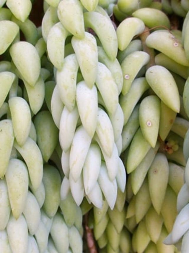 Burros tail closeup of the leaves for How To Work With Hanging Succulents Without All The Leaves Falling Off_new