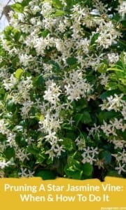 Pruning Star Jasmine: When and How To Do It