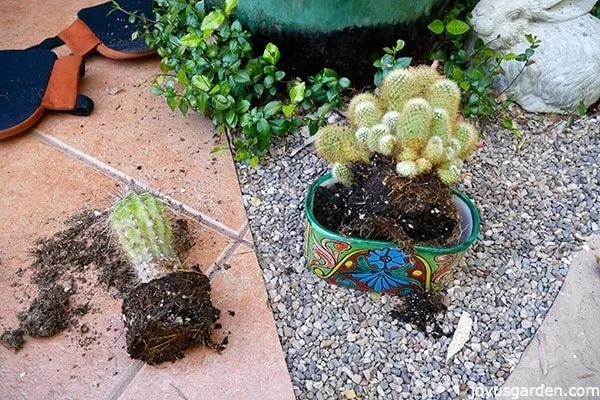 Transplanting & Working With Cactus