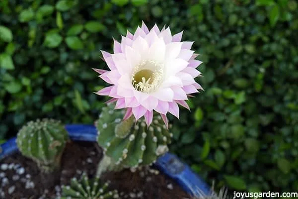 Transplanting & Working With Cactus