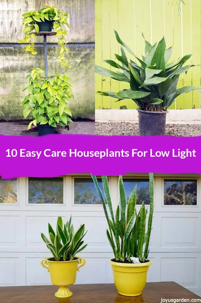 a collage consisting of two pothos a cast iron plant and two snake plants in yellow pots the text reads 10 easy care houseplants for low light joyusgarden.com