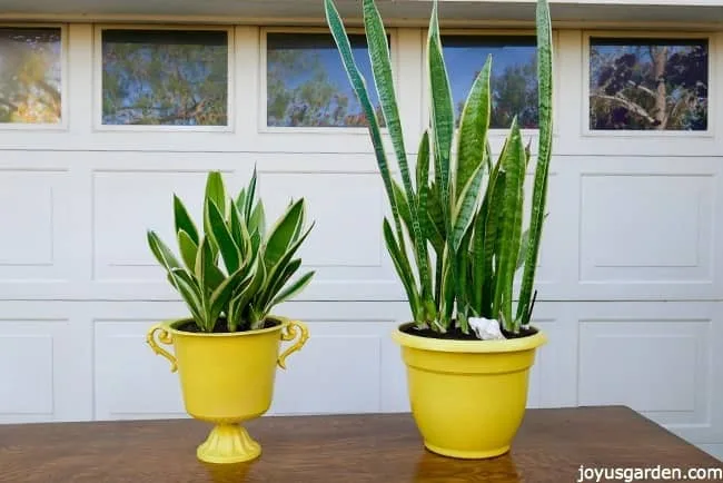 Two snake plants in yellow pots sit on a table in front of a garage door.