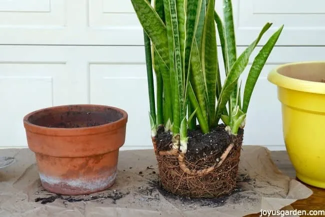 A Snake Plant on a work table with the rhizomes & roots exposed. a clay pot sits on 1 side & a yellow pot on the other side.