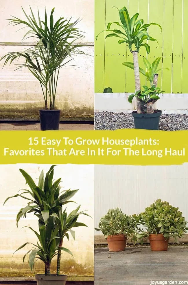 A kentia palm, dracaena massangeana,a dracaena lisa & 2 jade plants the text reads 15 easy to grow houseplants favorites that are in it for the long haul.