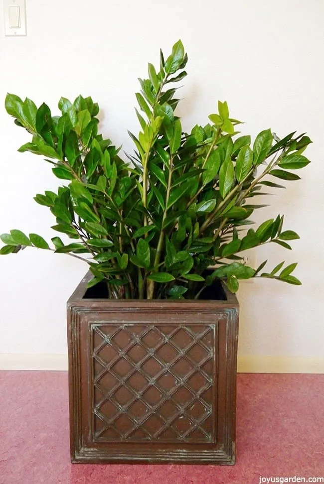 A large ZZ plant in a square pot, its leaves are glossy and shiny.