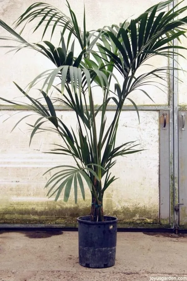 A five feet tall Kentia Palm with lots of fronds- the leaves are deep green & arching.