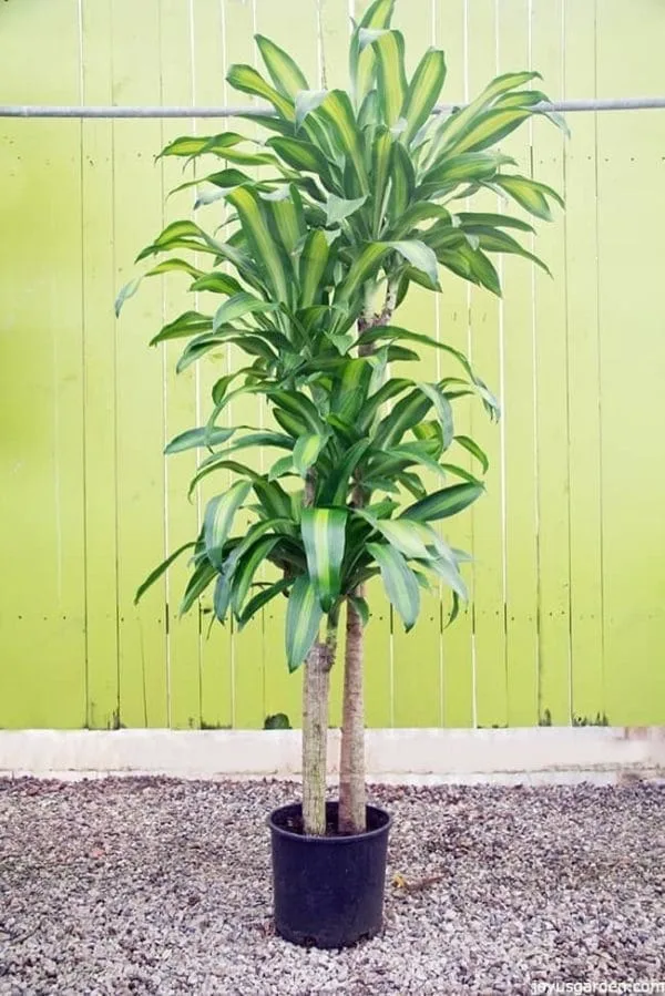 A five feet tall corn plant its leaves are long and variegated with chartreuse green the backdrop is a rustic light green color which accents the plant.