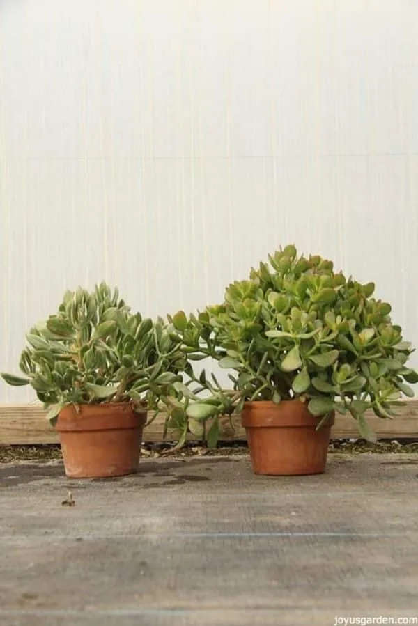 Two Jade Plants planted in small terracota pots the plants look healthy and fleshy.