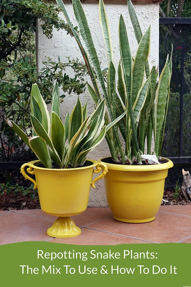 Different varieties of snake plants are planted in yellow containers the text reads Repotting Snake Plants The Mix To Use How To Do It.