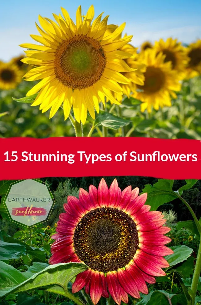 15-Stunning-Types-of-Sunflowers-here-banner-showcasing-a-yellow-sunflower-on-top-and-a-red-one-at-the-bottom