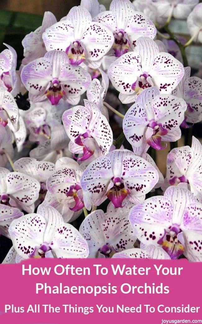 Closeup of lots of orchids blooms, the color of the flower is withe with purple dots. There's a text below that reads How Often To Water Your Phalaenopsis Orchids Plus All The Things You Need To Consider