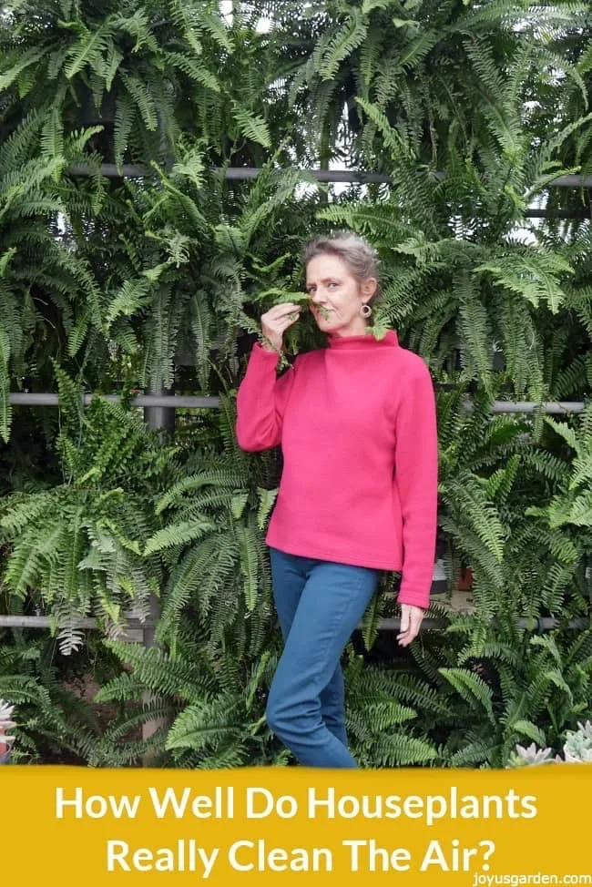 Nell standing against a wall filled with ferns text in orange reads How Well Do Houseplants Really Clean The Air