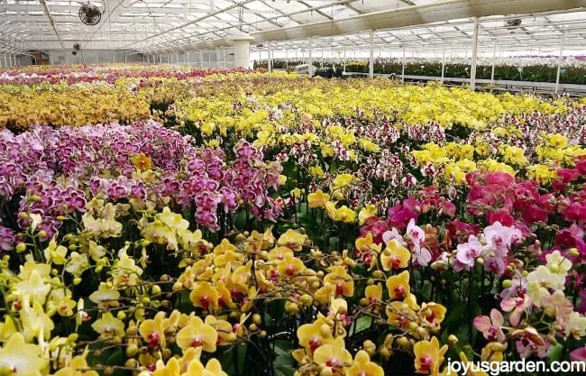 thousands of orchids in a greenhouse