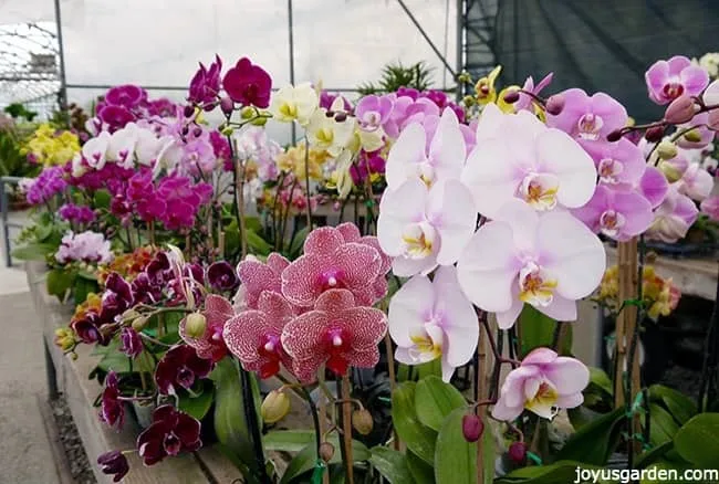 lots of different colored phalaenopsis orchids inside the greenhouse