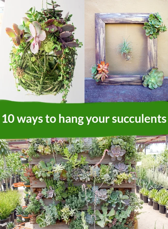 a kissing ball filled with succulents next to a frame filled with succulents at the bottom theres a pallet structure filled with succulents print text says 10 ways to hang your succulents