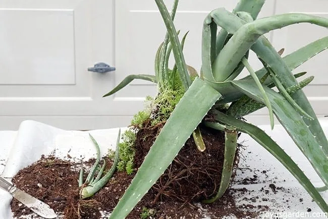 An aloe vera plant with broken leaves sits on a white piece of paper the root ball is exposed.