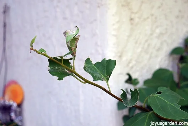 chewed leaves on my bougainvillea caused by the leaftier caterpillar