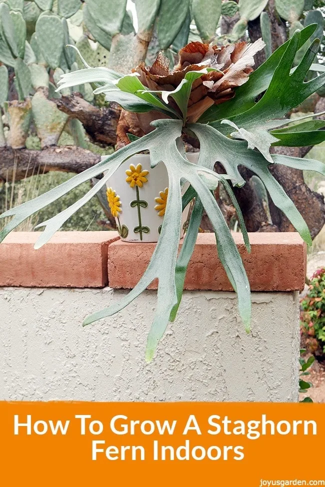 a staghorn fern planted in a colorful pot sitting a text below reads How To Grow A Staghorn Fern Indoors