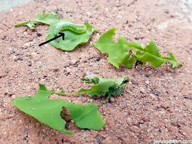 leaf tier caterpillar eating my bougainvillea leaves the caterpillar is transparent and the leaves are bright green