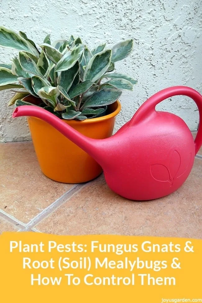 a variegated rainbow hoya in a yellow/orange pot sits next to a red watering can the text reads Plant Pests: Fungus Gnats & Root (Soil) Mealybugs & How To Control Them