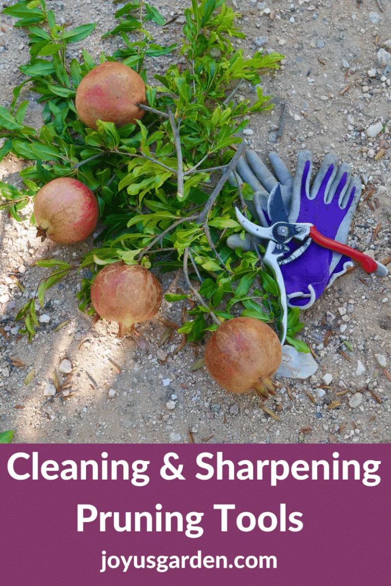 Felco hand pruners & purple garden gloves lay next to cut pomegranate branches the text reads cleaning & sharpening pruning tools joyusgarden.com.