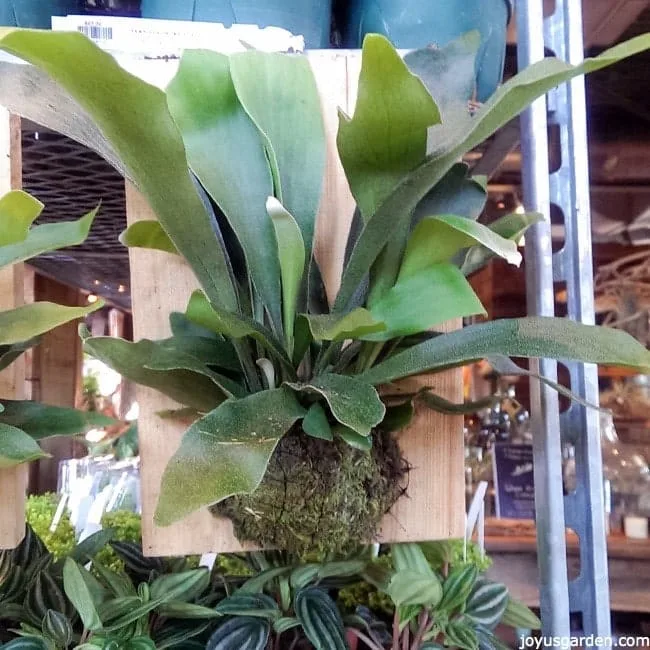 close up of a staghorn fern mounted on a piece of wood