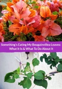 What Is Eating My Bougainvillea Leaves?