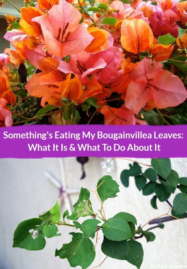 a collage of a closeup of orange and pink bougainvillea flowers Bougainvillea rosenka & a branch with chewed bougainvillea leaves the text reads something's eating my bougainvillea leaves what it is & what to do about it