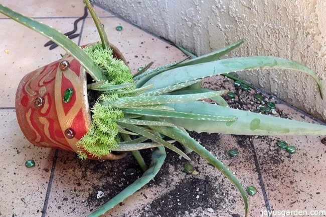 An aloe vera plant is lying on its side on the ground in a terra pot painted with red & gold. There's soil & green glass chips around it on the tile floor.