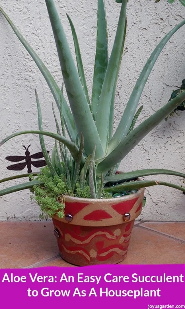 An aloe vera plant with pups babies at the base the text reads aloe vera: an easy care succulent to grow as a houseplant.