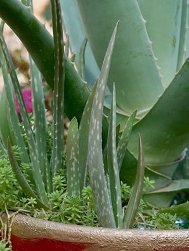 7 Benefits For Using Aloe Vera Leaves