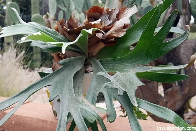 a staghorn fern in a white pot sit on top of a low wall 