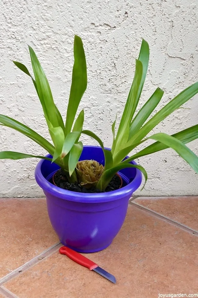 Two guzmania pups still attached to the mother plant are in a purple pot. a knife with a red handle sits in front of the pot.