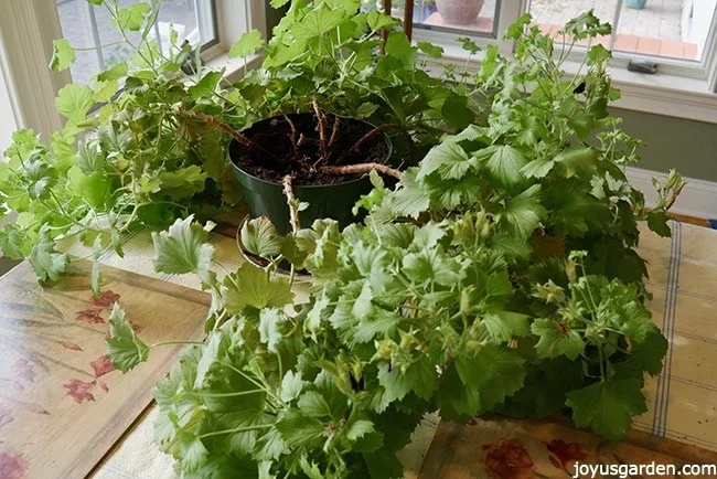 A stemmy, leggy geranium (pelargonium) in a green grow pot sits on a table