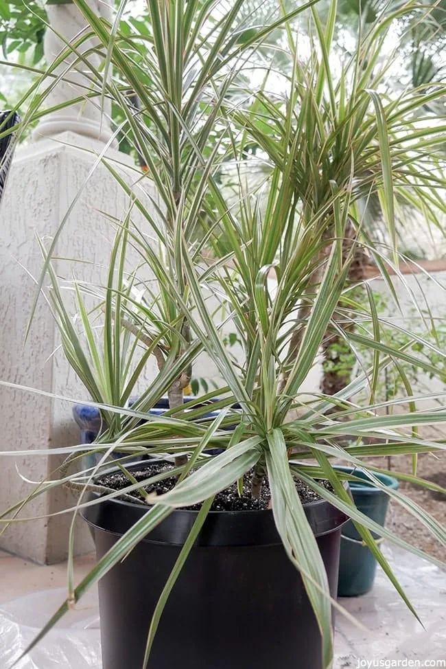 A variegated Dracaena marginata is in a black grow pot. It sits outdoors on a piece of plastic with a blue pot behind it